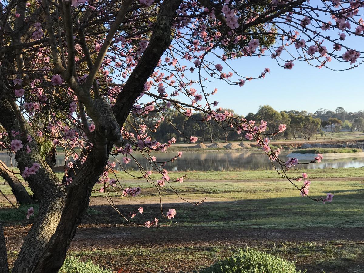 Katanning Yellow Gum Bed And Breakfast מראה חיצוני תמונה